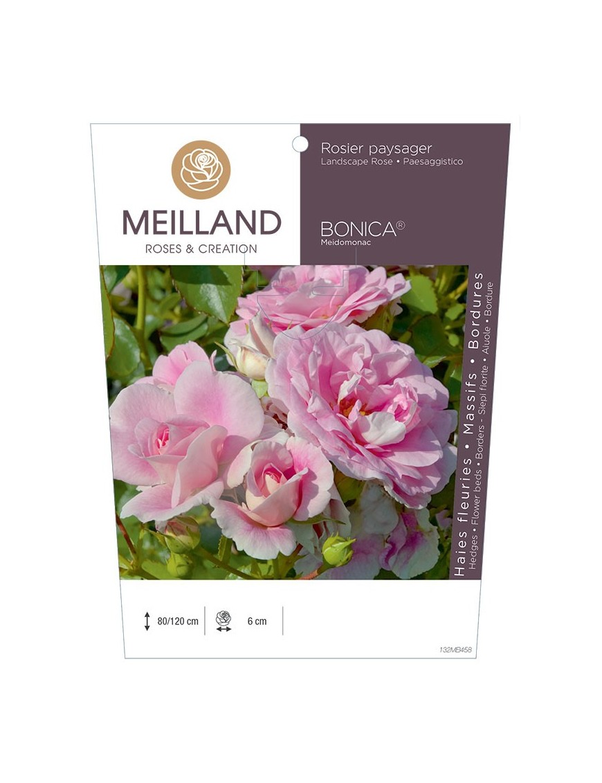 Rosier paysager BONICA ® 82 Meidomonac