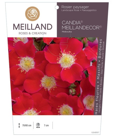 Rosier paysager CANDIA ® MEILLANDECOR ® 82 Meiboulka