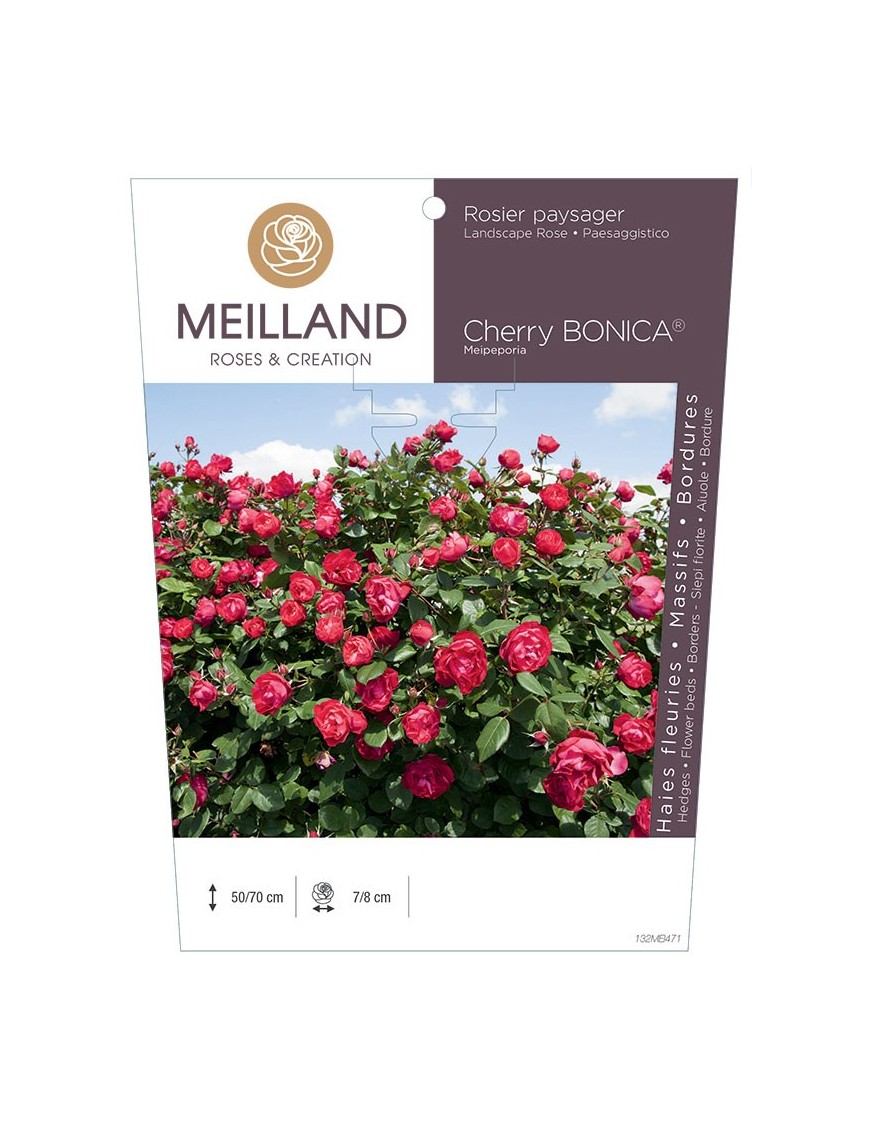 Rosier paysager CHERRY BONICA ® Meipeporia