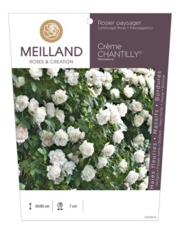 Rosier paysager CREME CHANTILLY ® Meiradena