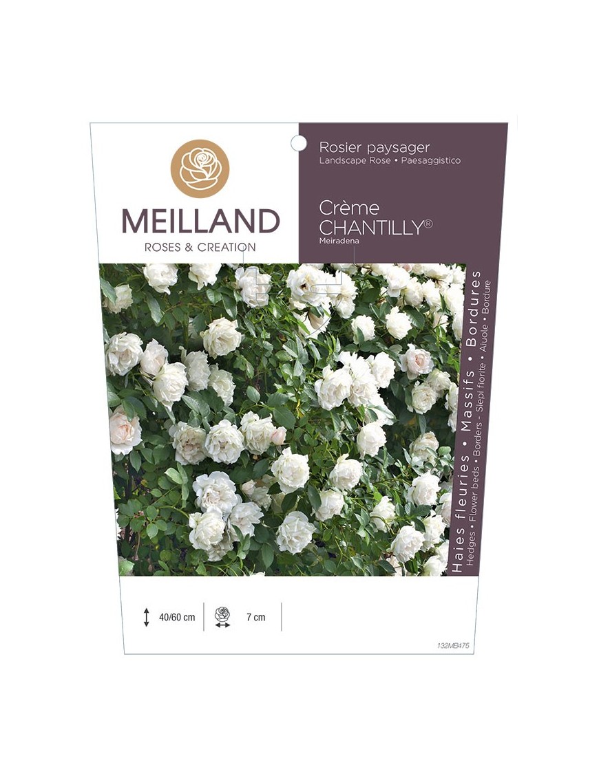Rosier paysager CREME CHANTILLY ® Meiradena