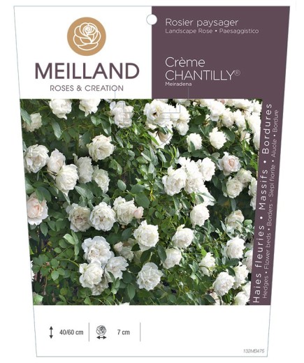 Rosier paysager CREME CHANTILLY ® Meiradena