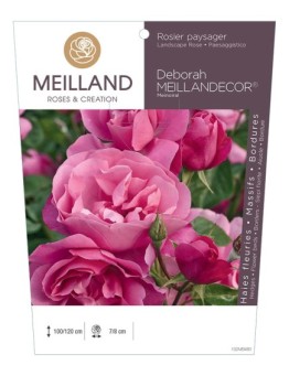Rosier paysager DEBORAH MEILLANDECOR ® Meinoiral