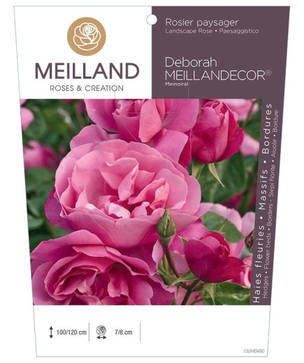Rosier paysager DEBORAH MEILLANDECOR ® Meinoiral