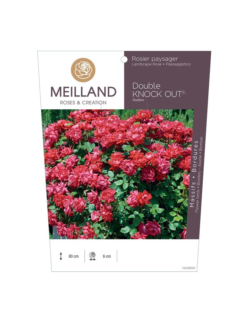Rosier paysager DOUBLE KNOCK OUT ® Radtko