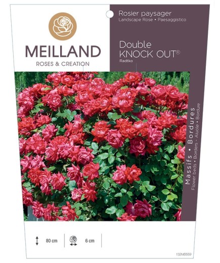 Rosier paysager DOUBLE KNOCK OUT ® Radtko