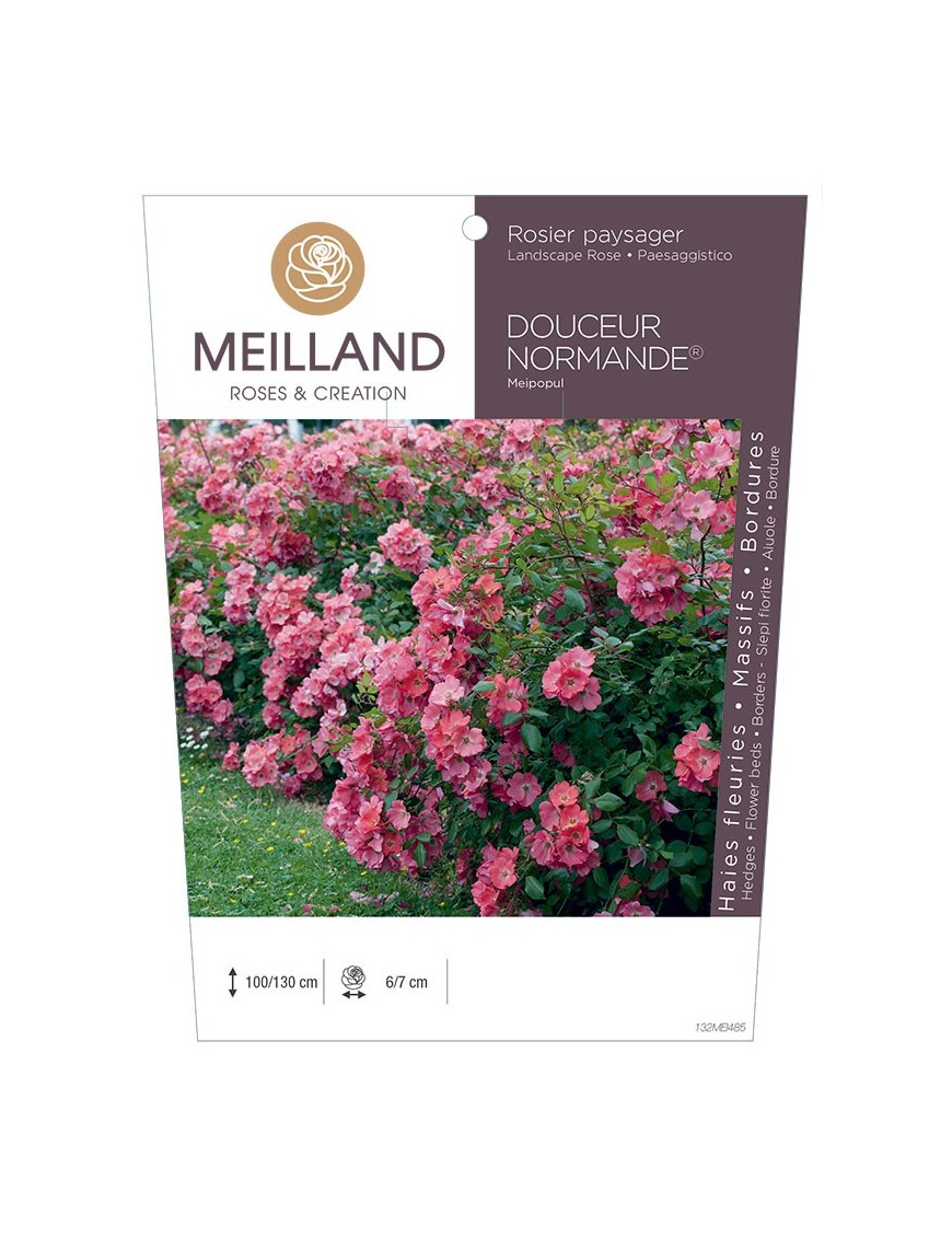 Rosier paysager DOUCEUR NORMANDE ® Meipopul