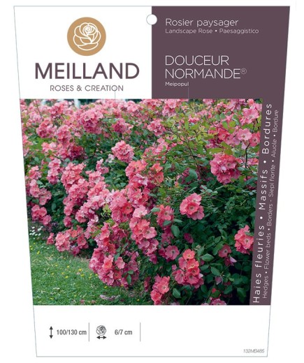 Rosier paysager DOUCEUR NORMANDE ® Meipopul