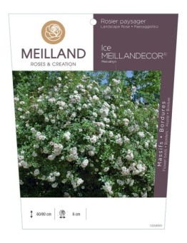 Rosier paysager ICE MEILLANDECOR ® Meivahyn