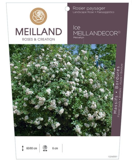 Rosier paysager ICE MEILLANDECOR ® Meivahyn