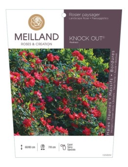 Rosier paysager KNOCK OUT ® Radrazz