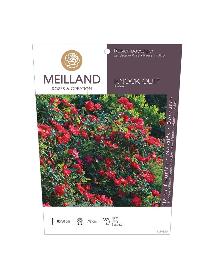 Rosier paysager KNOCK OUT ® Radrazz