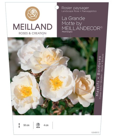 Rosier paysager La Grande Motte by MEILLANDECOR® Meimeigea
