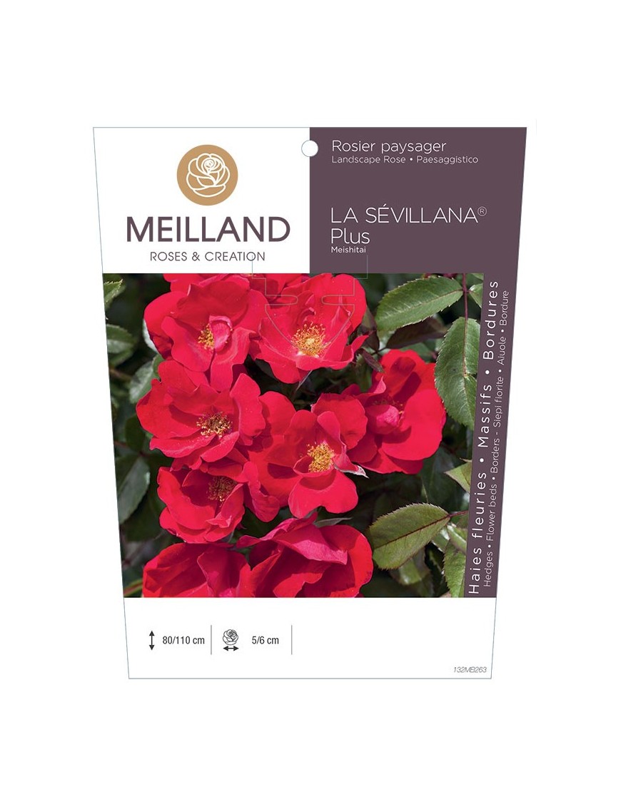 Rosier paysager LA SEVILLANA ® Plus Meishitai