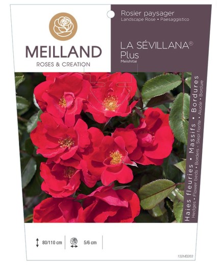Rosier paysager LA SEVILLANA ® Plus Meishitai