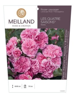 Rosier paysager LES QUATRE SAISONS ® Meifafio