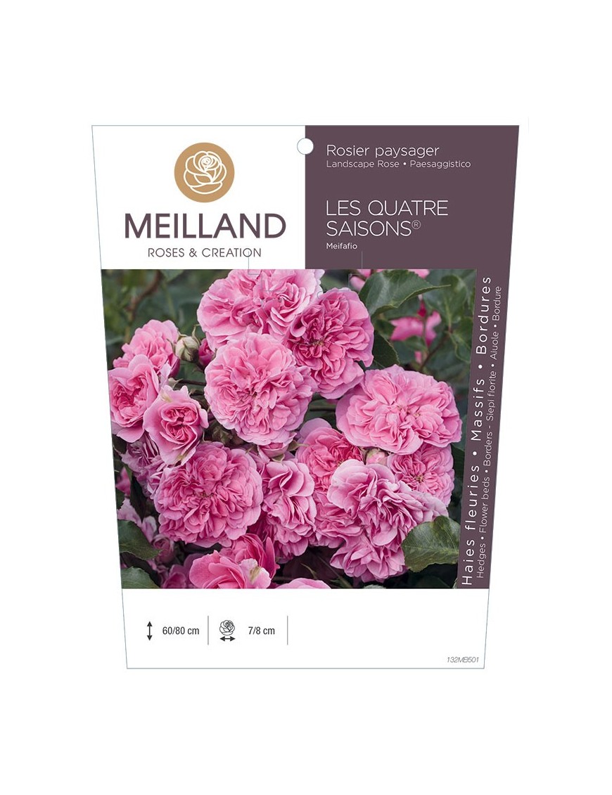 Rosier paysager LES QUATRE SAISONS ® Meifafio