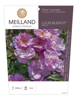 Rosier paysager LOUIS BLERIOT ® Meibivers