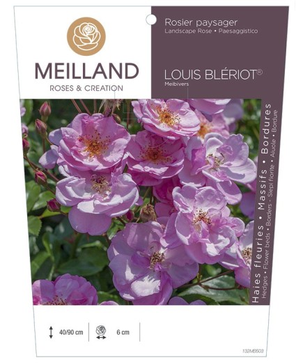Rosier paysager LOUIS BLERIOT ® Meibivers