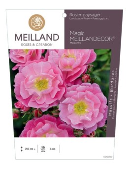 Rosier paysager Magic MEILLANDECOR ® Meibonrib