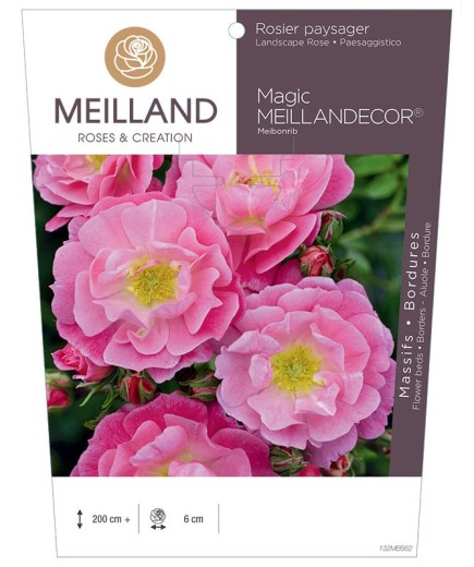 Rosier paysager Magic MEILLANDECOR ® Meibonrib