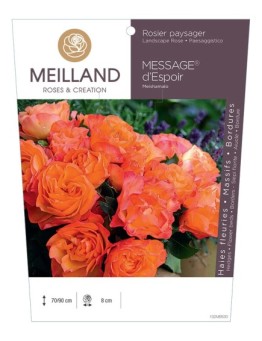 Rosier paysager MESSAGE® d'espoir Meishamalo