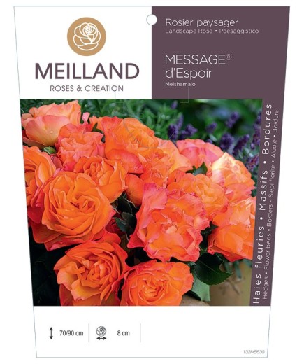 Rosier paysager MESSAGE® d'espoir Meishamalo