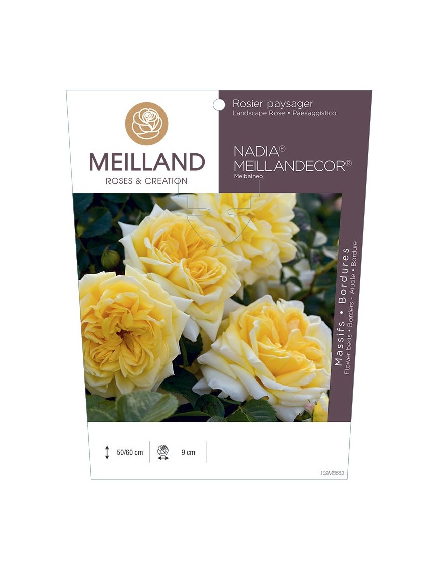 Rosier paysager NADIA® MEILLANDECOR® Meibalneo