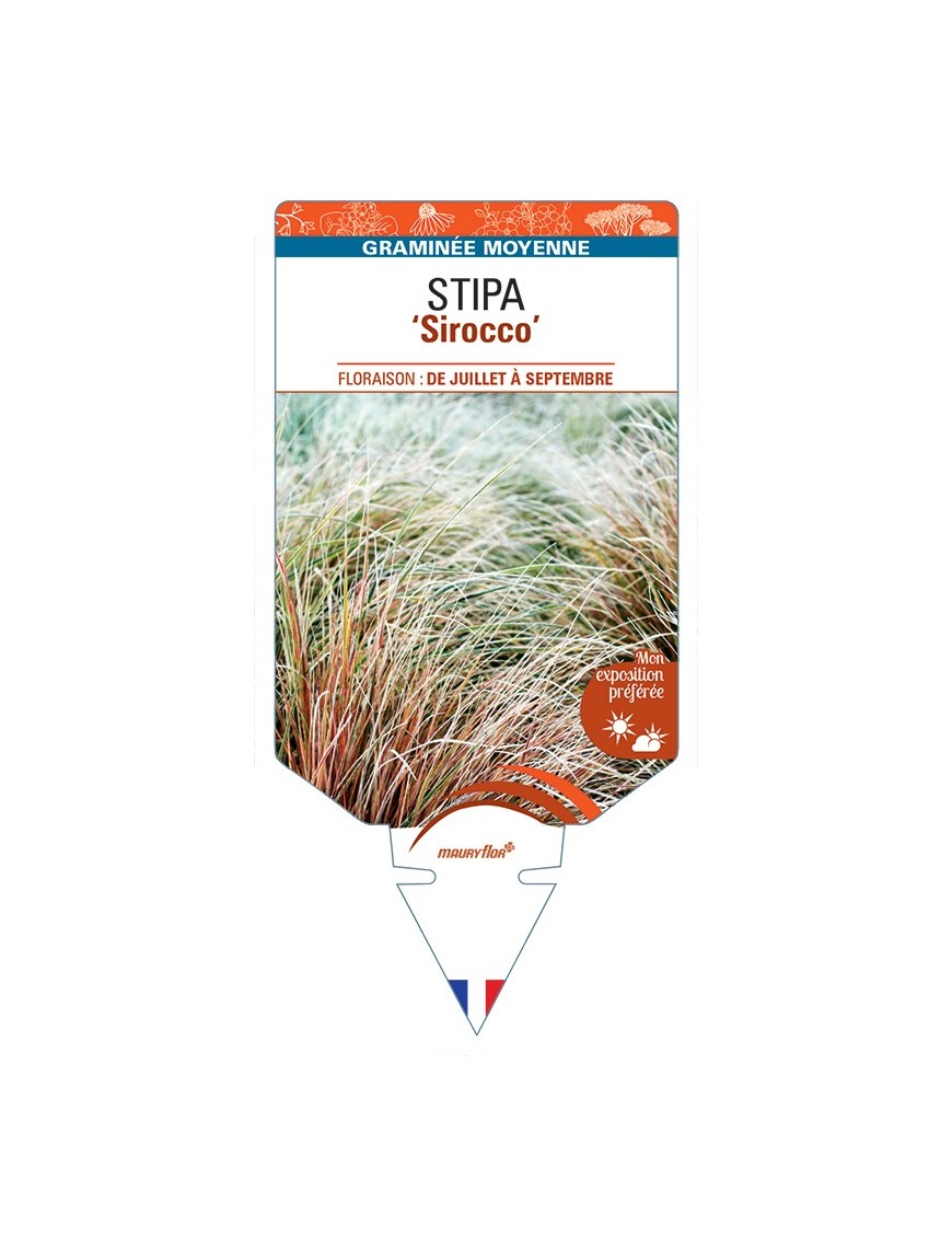STIPA (arundinacea) Sirocco
