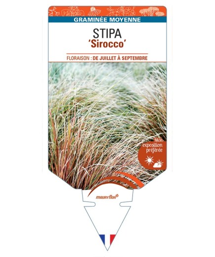 STIPA (arundinacea) Sirocco