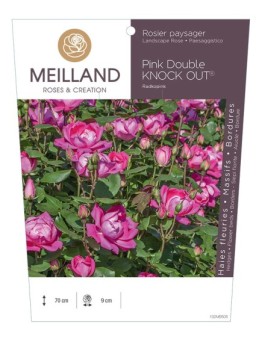 Rosier paysager Pink DOUBLE KNOCK OUT ® Radkopink
