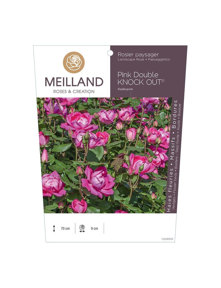 Rosier paysager Pink DOUBLE KNOCK OUT ® Radkopink