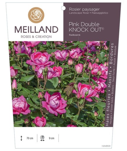 Rosier paysager Pink DOUBLE KNOCK OUT ® Radkopink