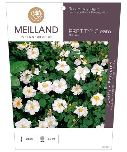 Rosier paysager PRETTY® Cream Meizhakari