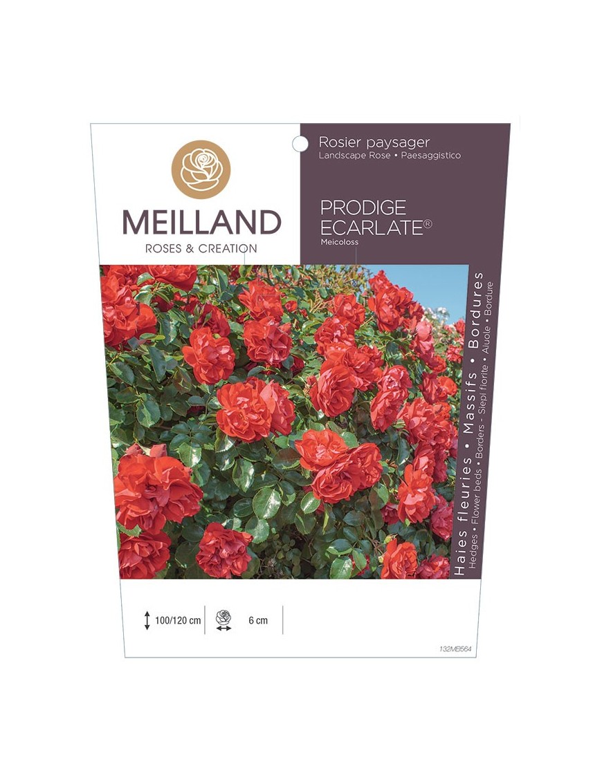 Rosier paysager PRODIGE ECARLATE® Meicoloss