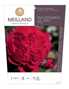 Rosier paysager RED LEONARD DA VINCI ® Meiangele