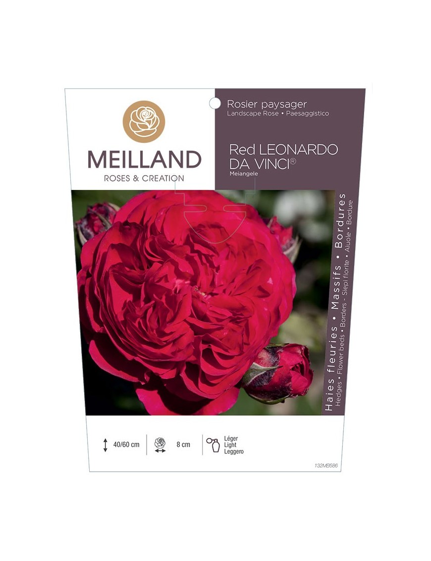 Rosier paysager RED LEONARD DA VINCI ® Meiangele