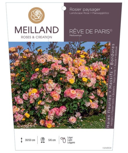 Rosier paysager REVE DE PARIS® Meilowmye