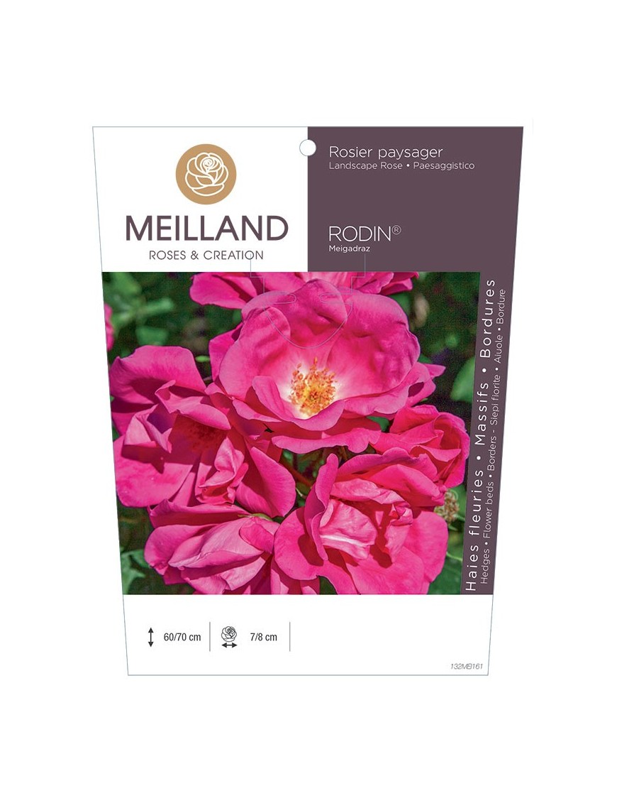 Rosier paysager RODIN ® Meigadraz