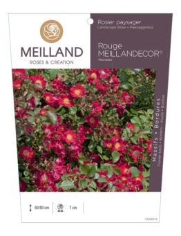 Rosier paysager Rouge MEILLANDECOR ® Meineble
