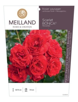 Rosier paysager Scarlet BONICA ® Meiscarlebo