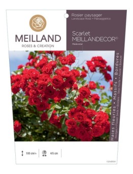 Rosier paysager Scarlet MEILLANDECOR ® Meikrotal