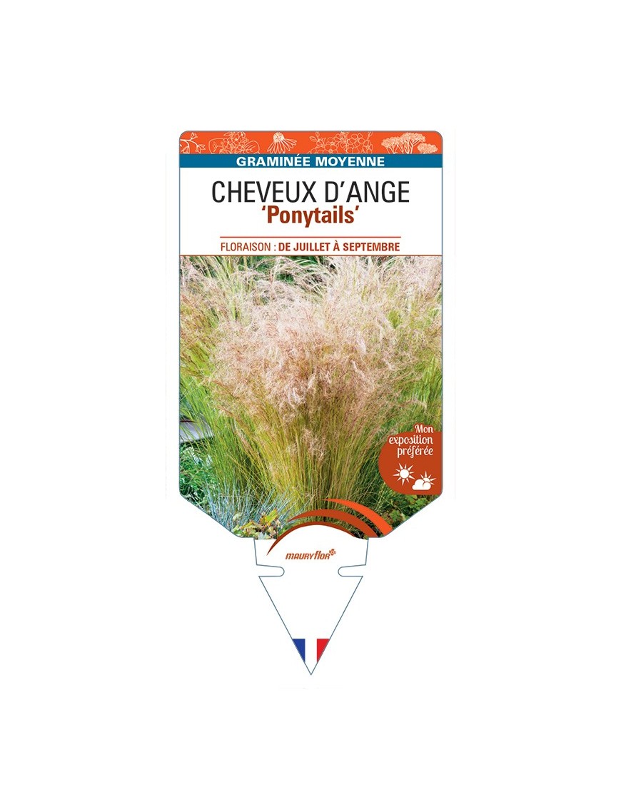STIPA tenuissima Ponytails voir Cheveux d'Ange
