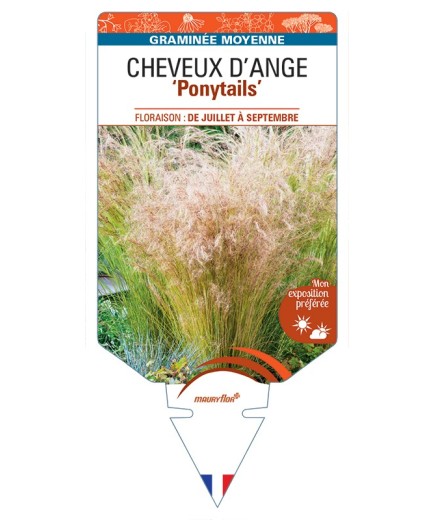 STIPA tenuissima Ponytails voir Cheveux d'Ange