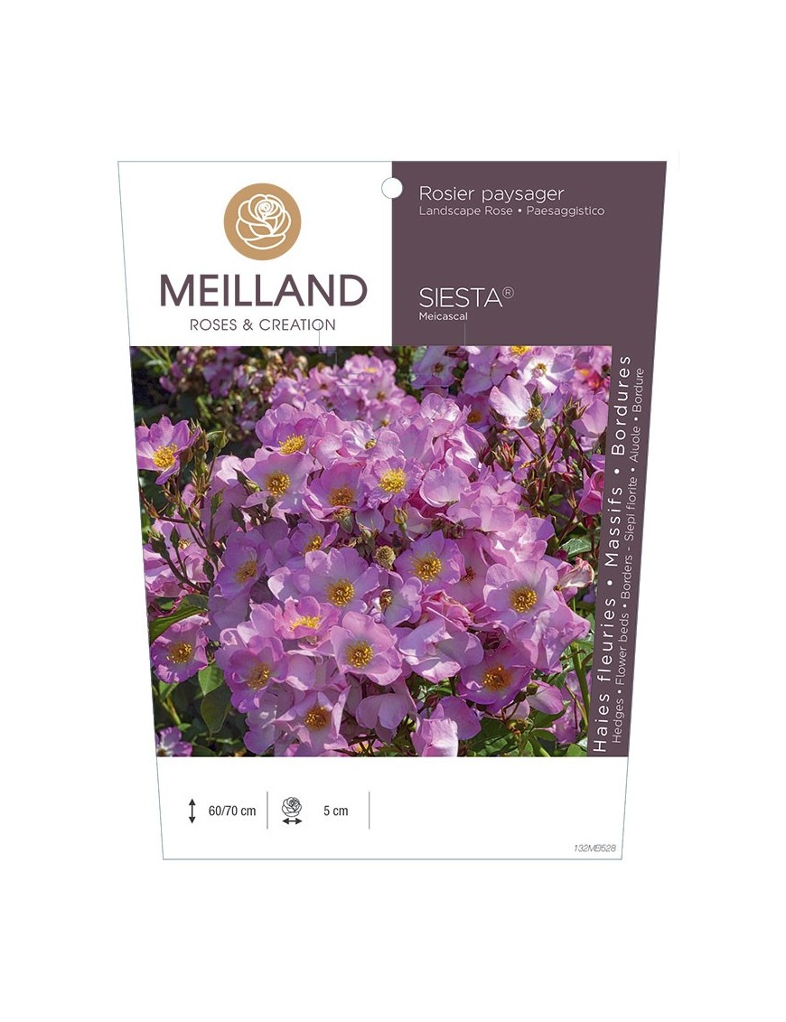 Rosier paysager SIESTA ® Meicascal *