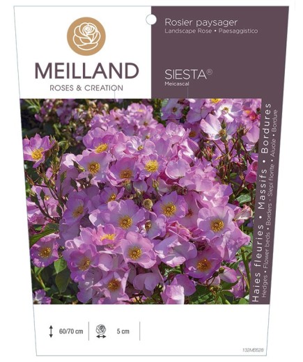 Rosier paysager SIESTA ® Meicascal *