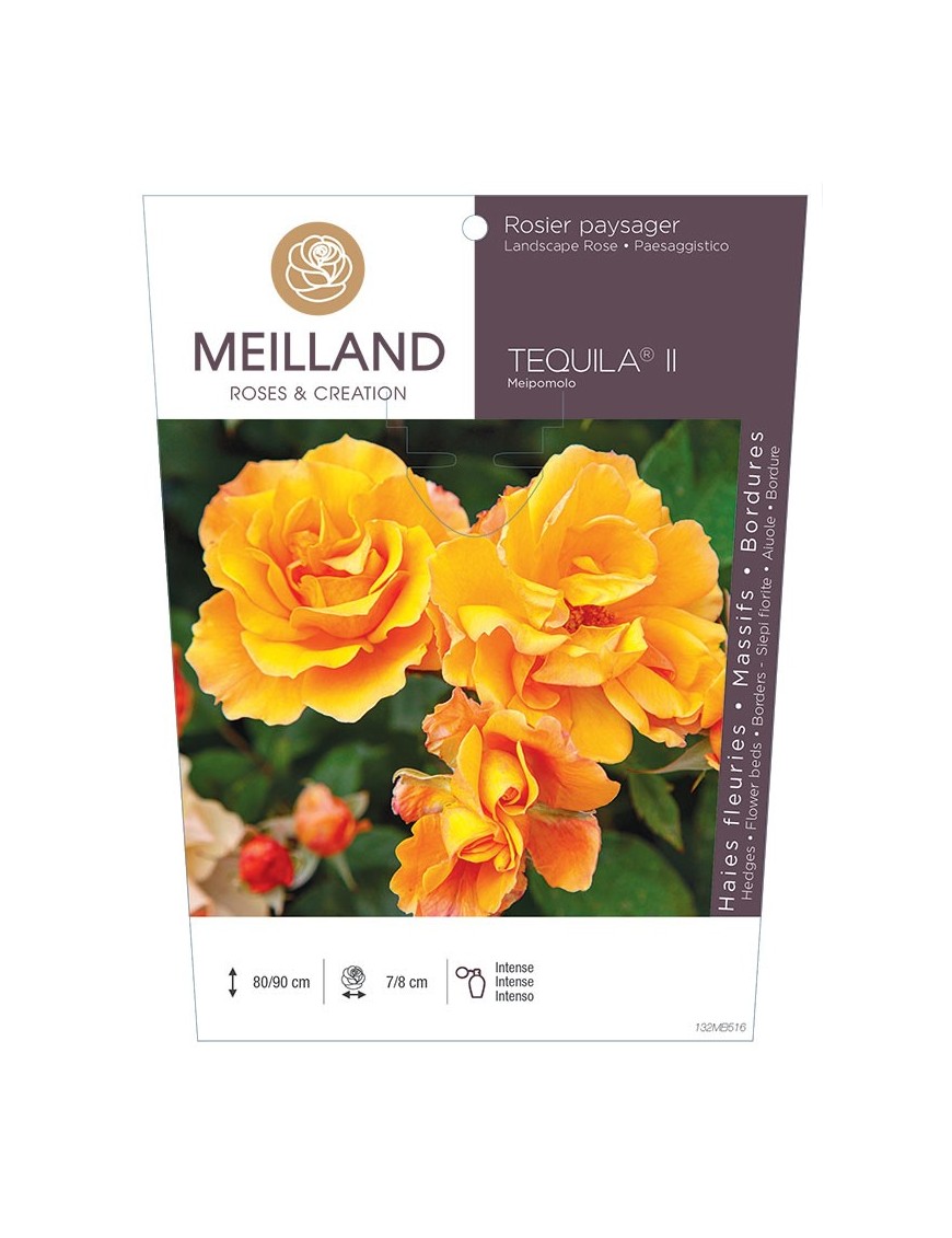 Rosier paysager TEQUILA ® Meipomolo