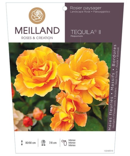 Rosier paysager TEQUILA ® Meipomolo