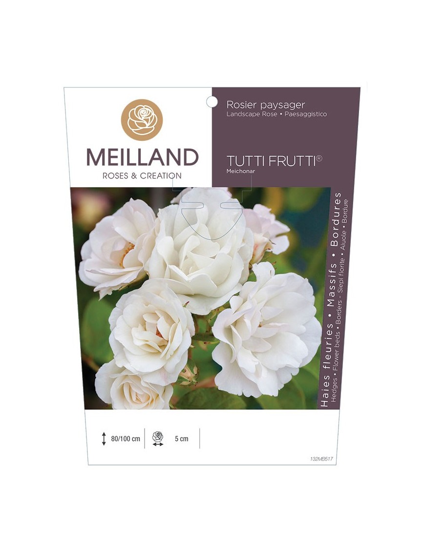 Rosier paysager TUTTI FRUTTI ®  Meichonar *