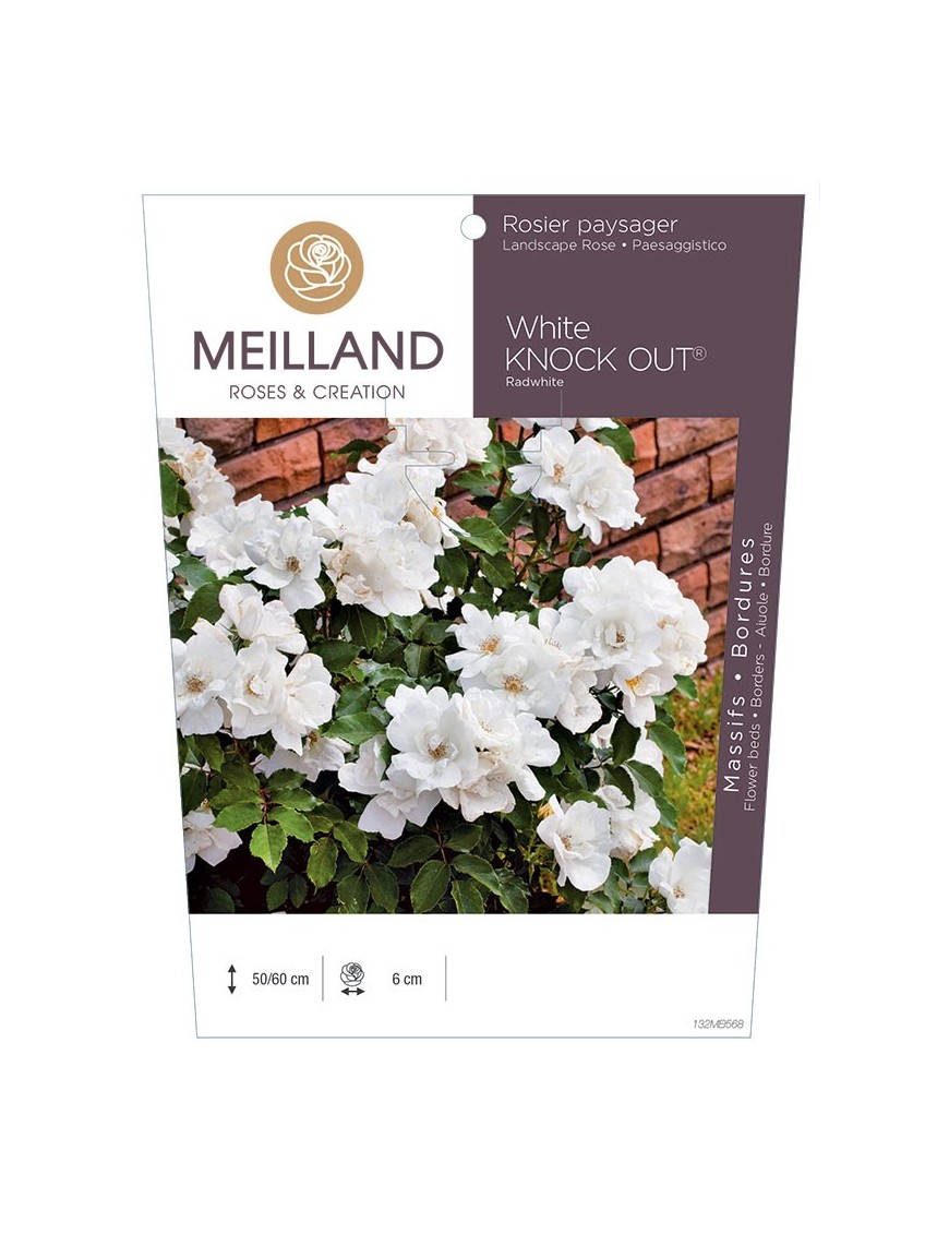 Rosier paysager White KNOCK OUT ®  Radwhite
